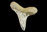 Fossil Shark (Cretoxyrhina) Tooth - Kansas #134836-1